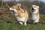 CORGI PEMBROKE 866